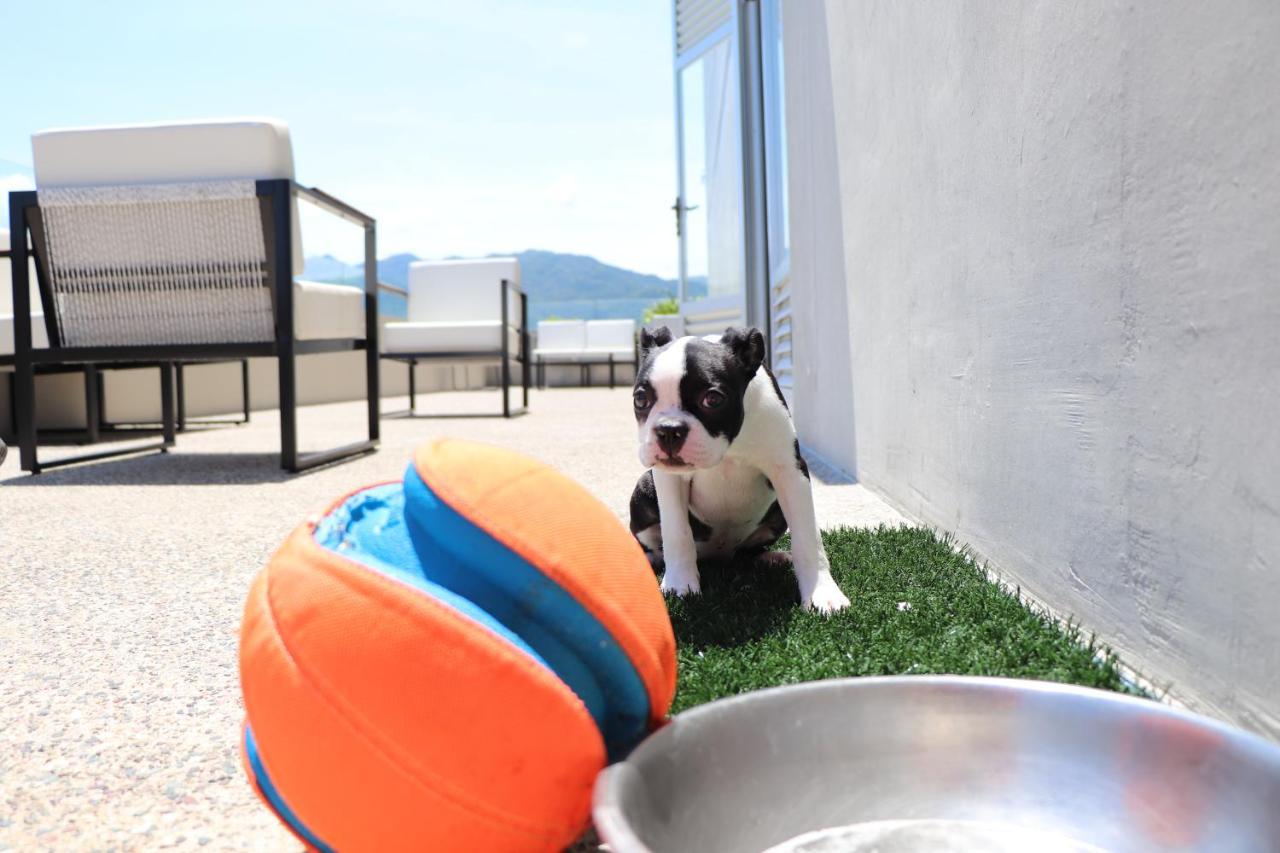 Hotel Mio Vallarta Unique & Different- Adults Only Puerto Vallarta Exterior foto Boston Terrier puppy